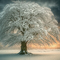  Snow-Covered Oak Tree at Sunset